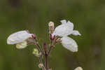 Manyflower beardtongue